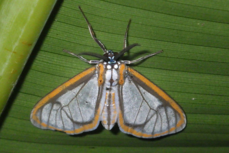 Hyalurga sixola