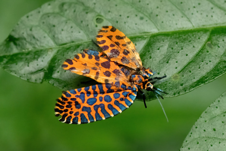 Pseudatteria leopardina
