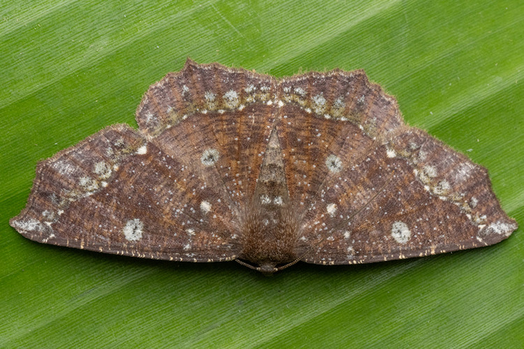 Synnomos firmamentaria