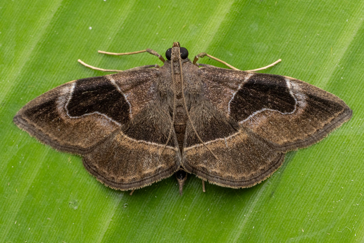 Lamprosema sinaloanensis