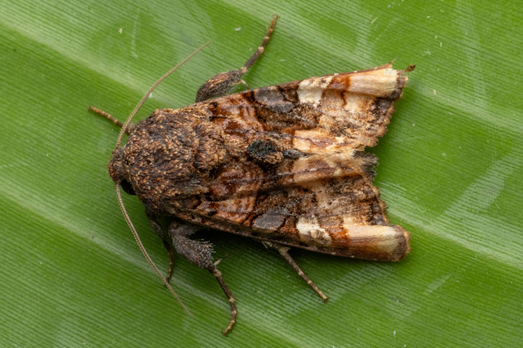 Euplexia triplaga
