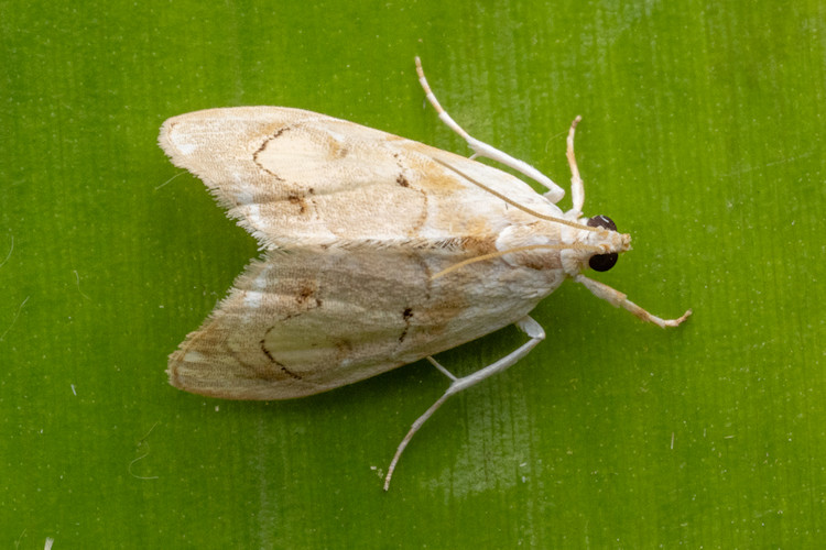 Lipocosma ausonialis