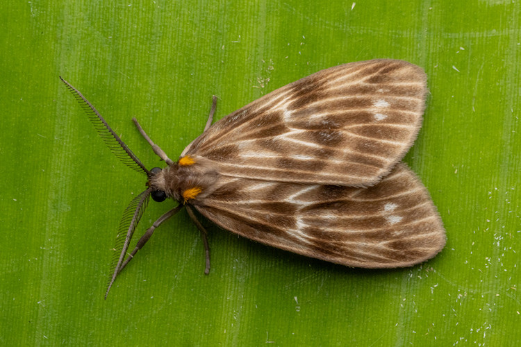 Chrysoglossa demades
