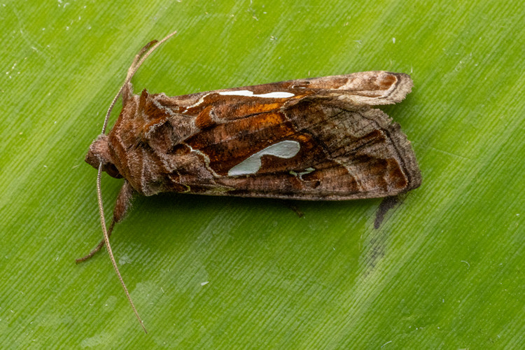 Megalographa talamanca