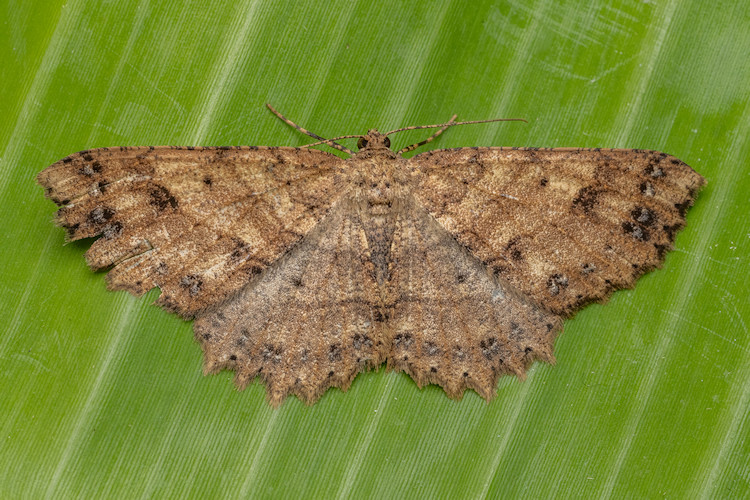 Melanolophia flexilinea