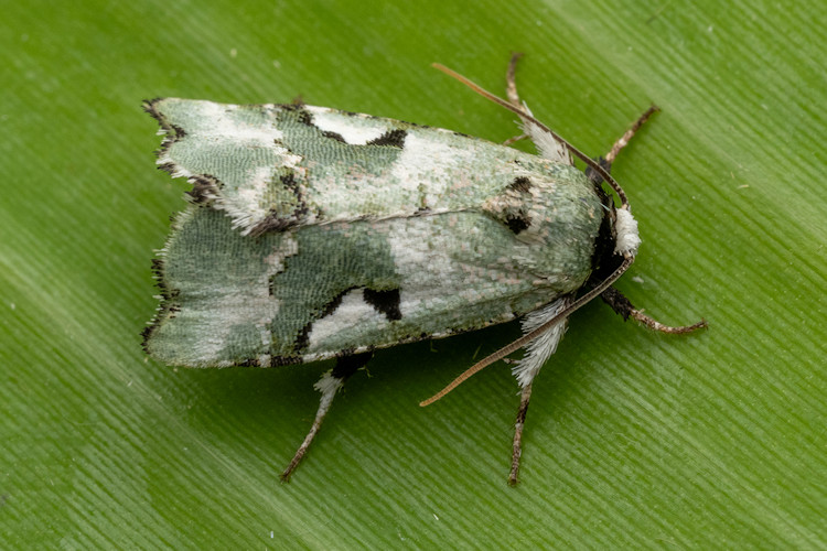 Emarginea niphoplaga