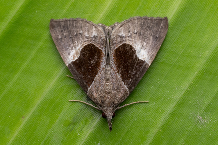 Hypena gaudialis