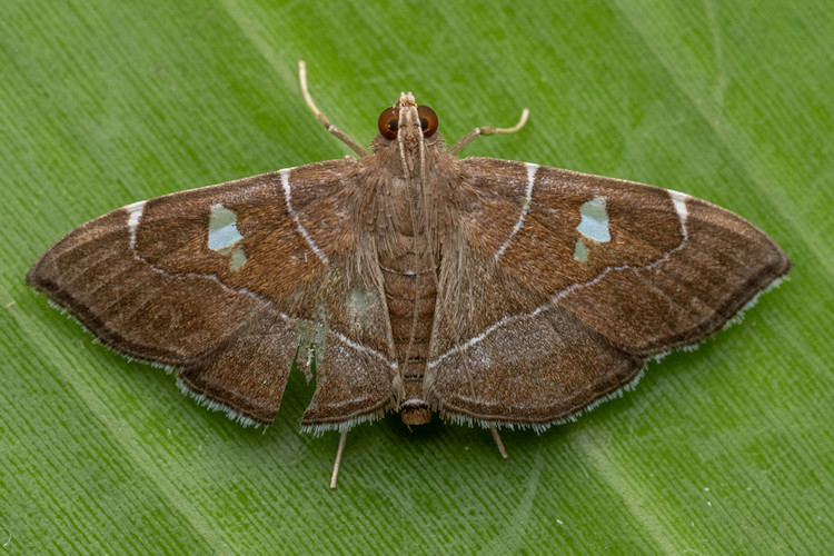 Lamprosema dorisalis