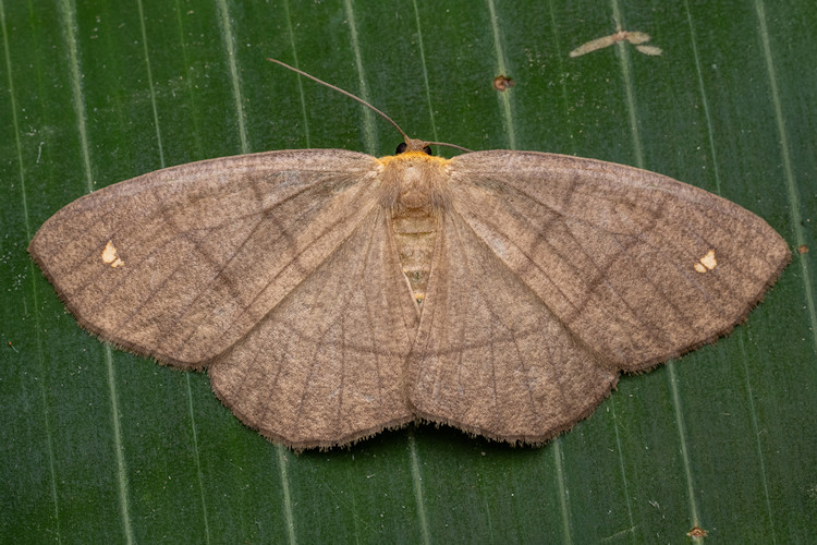 Nephodia luteopunctata
