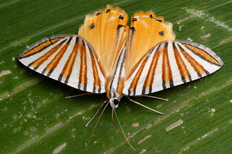 Pityeja histrionaria