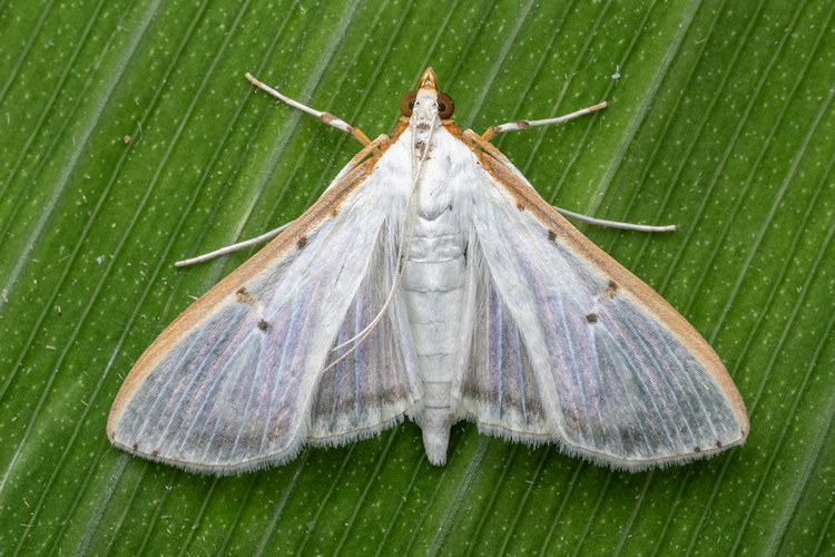 Palpita quadristigmalis
