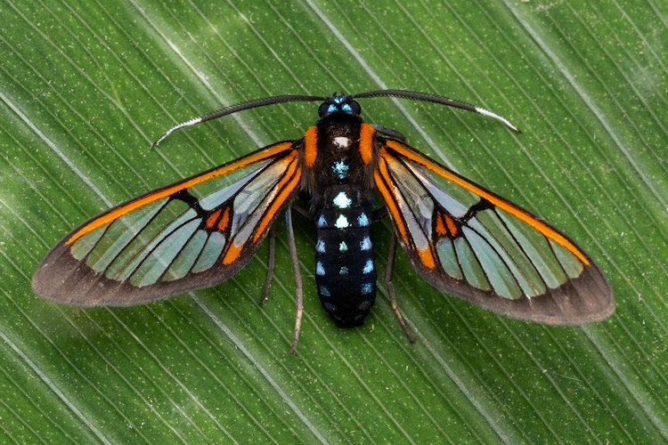Cosmosoma joavana