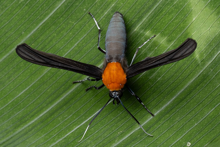 Contortivalva potentia