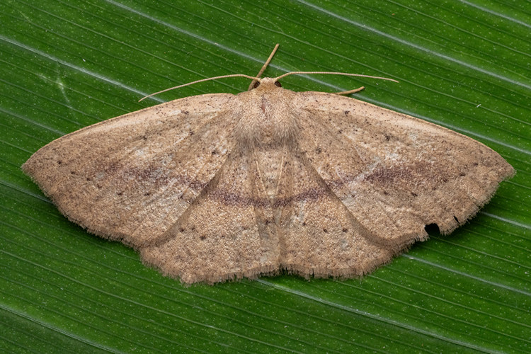 Sabulodes colombiata