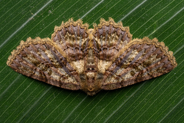 Bryoptera subbrunnea