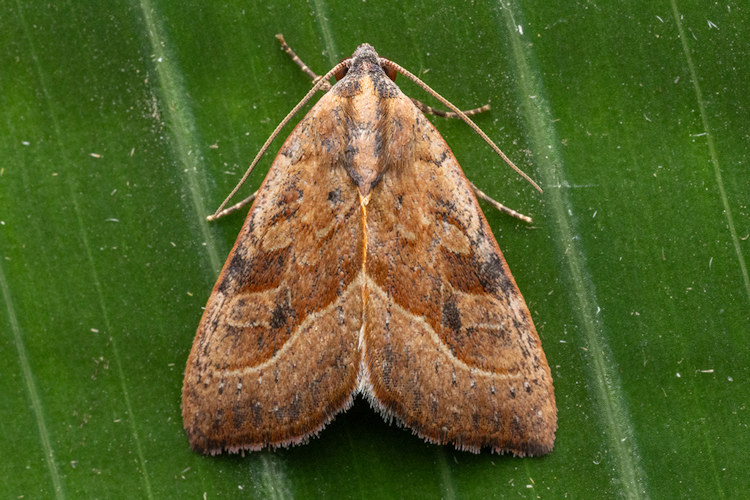 Galgula hippotamada