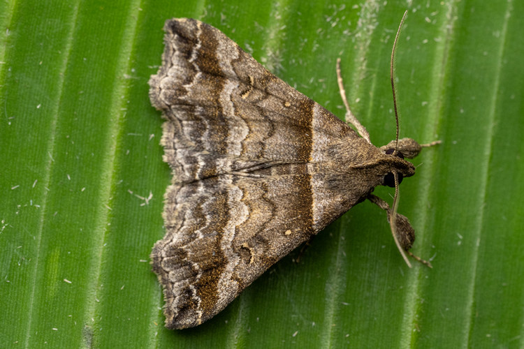 Phalaenophana pyramusalis