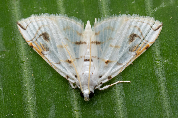 Neurophyseta camptogrammalis