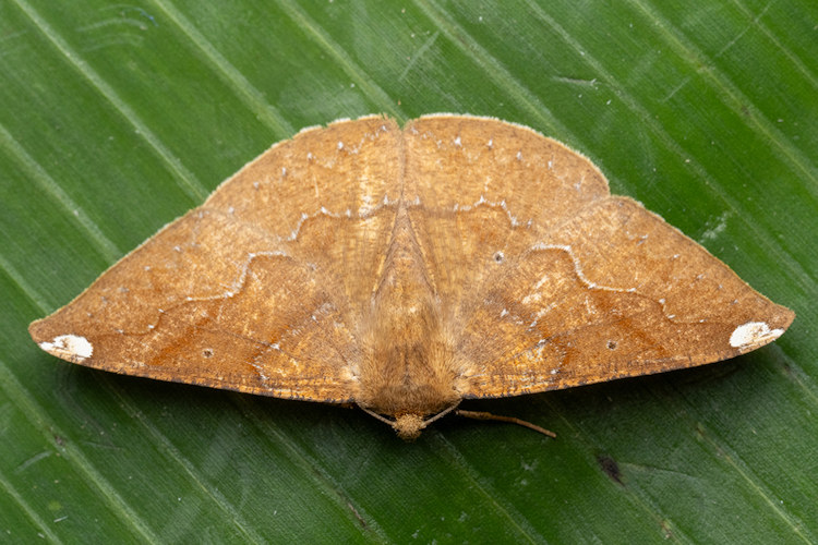 Acrosemia vulpecularia