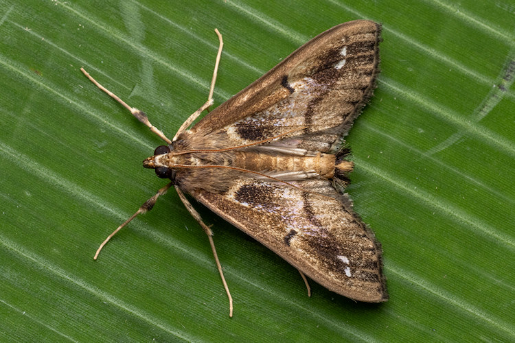 Diaphania costaricalis