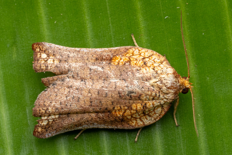Tinacrucis patulana