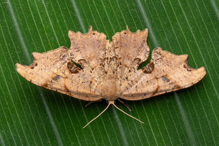 Calledapteryx dryopterata