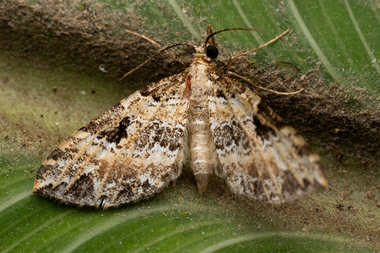 Psaliodes apicenotata