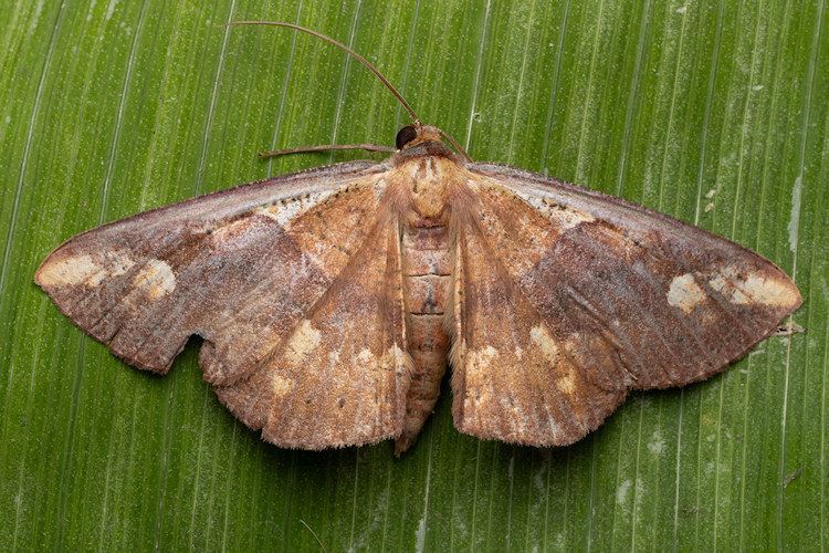 Oenoptila violacearia