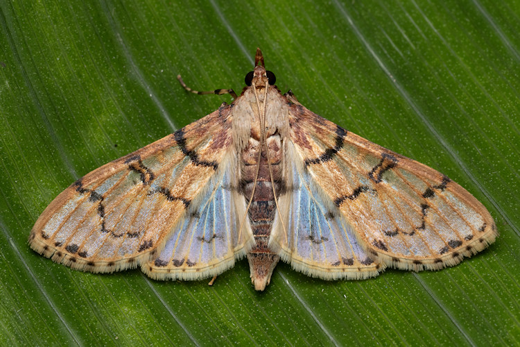 Azochis trichotarsalis