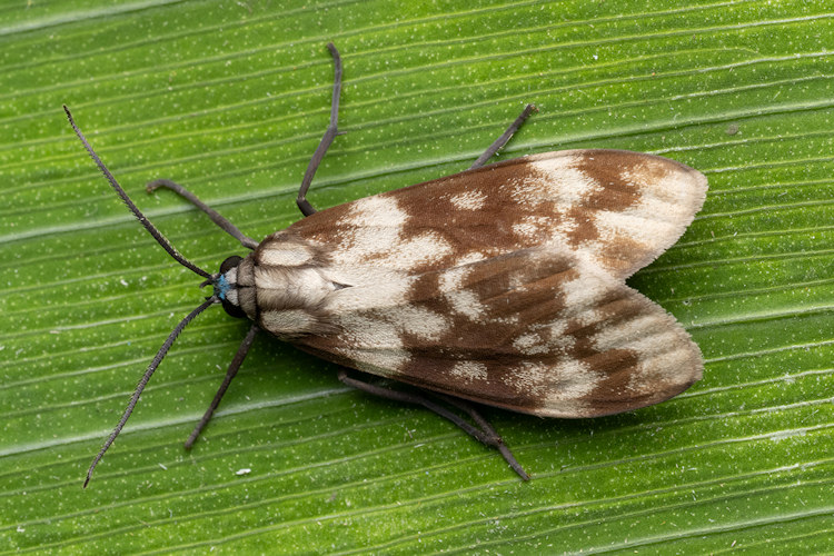 Eucereon discolor