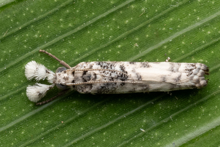 Microcramboides meretricella