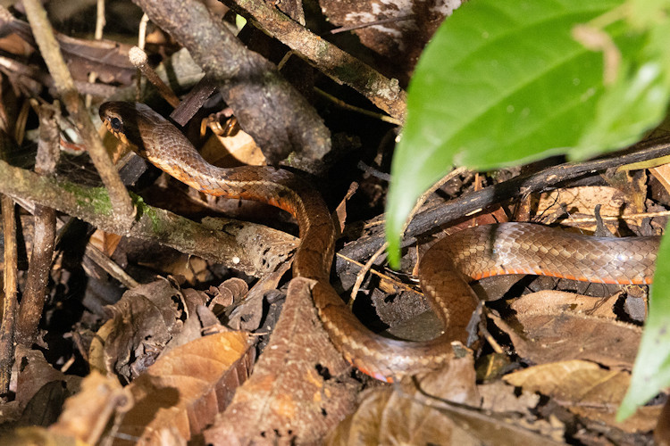 Mastigodryas melanolomus