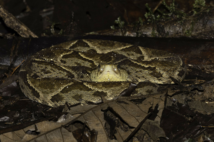 Bothrops asper