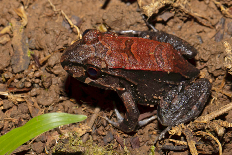 Leptodactylus savagei