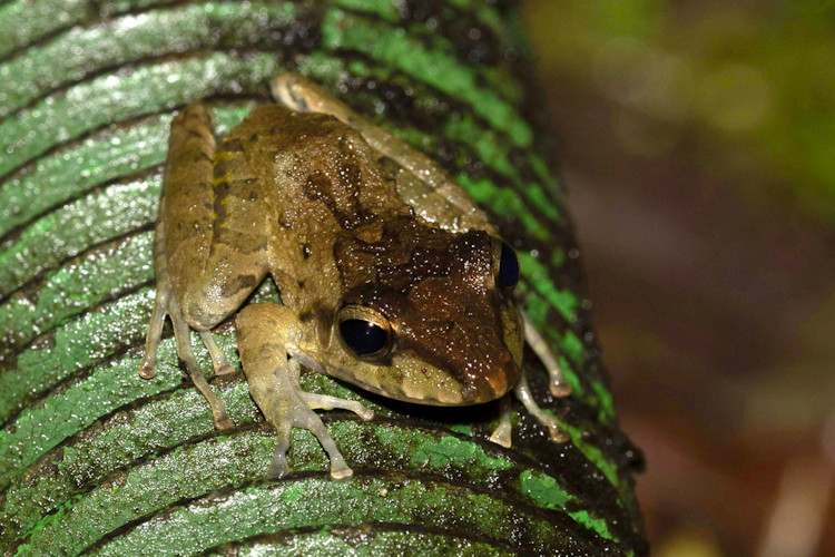 Craugastor fitzingeri