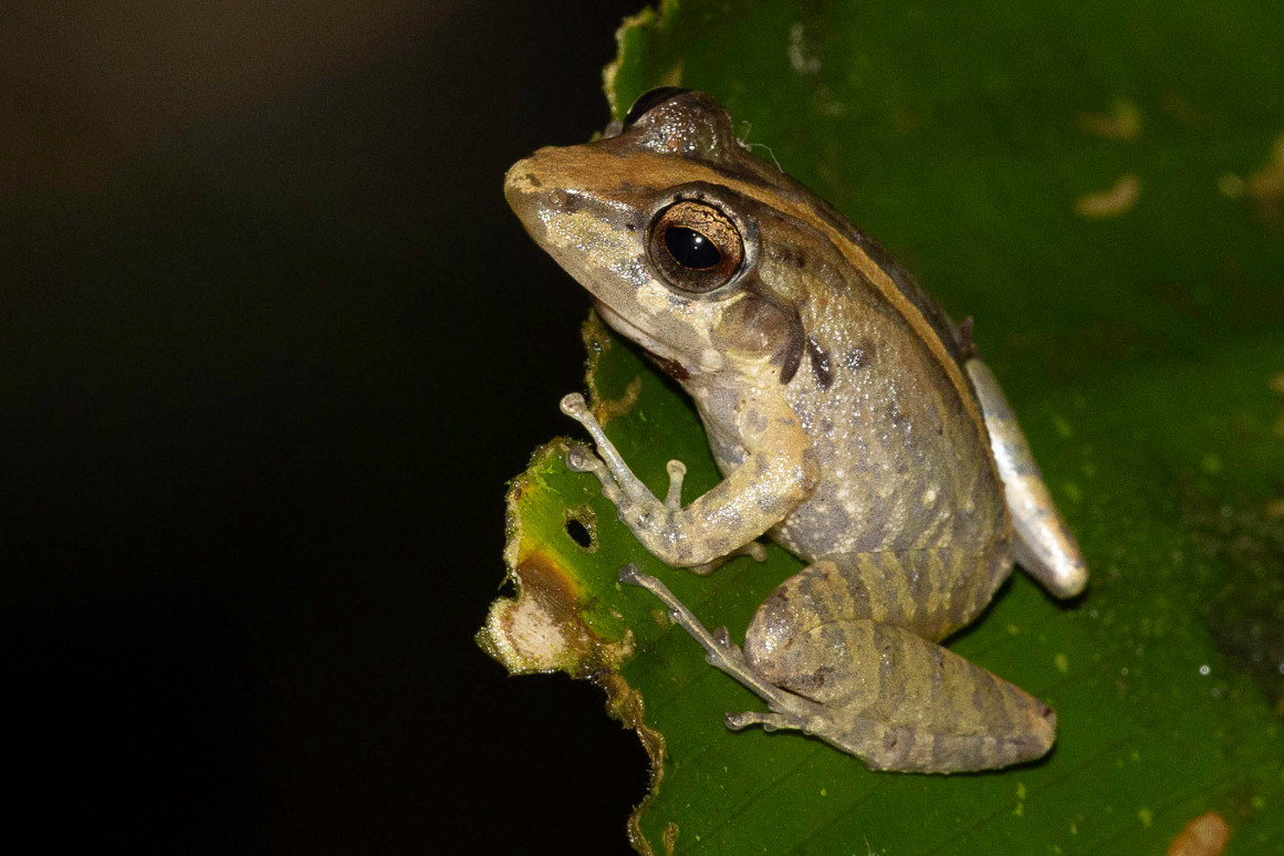 Craugastor fitzingeri