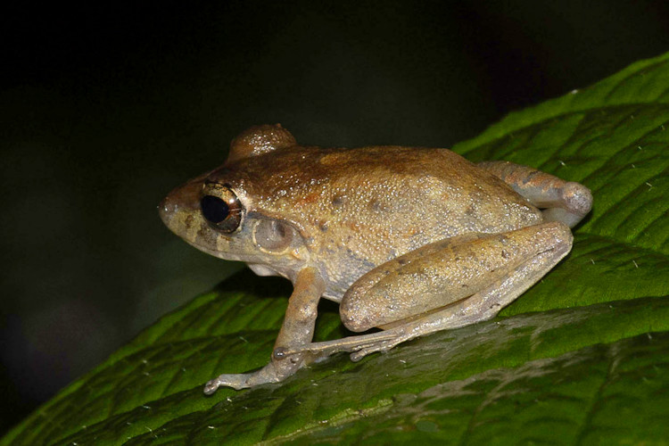 Craugastor fitzingeri