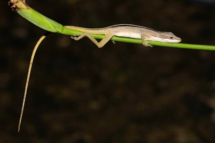 Anolis limifrons