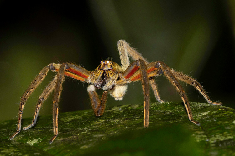 Cupiennius coccineus
