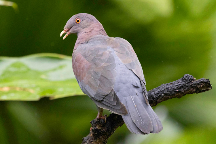 Patagioenas flavirostris