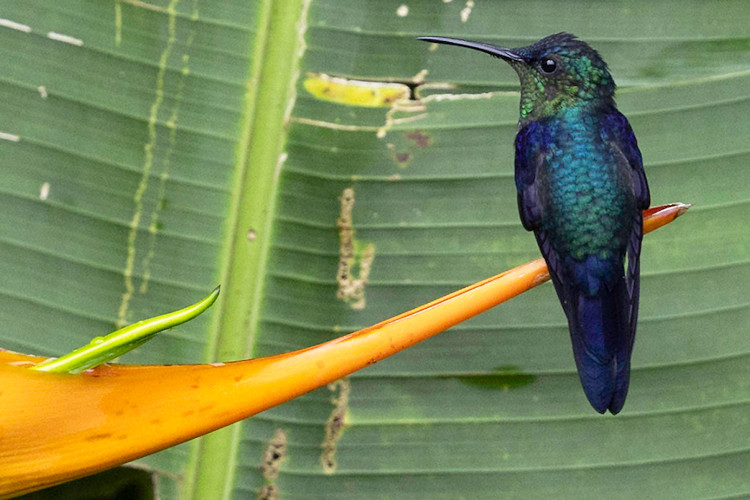 Thalurania colombica