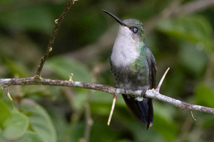 Thalurania colombica