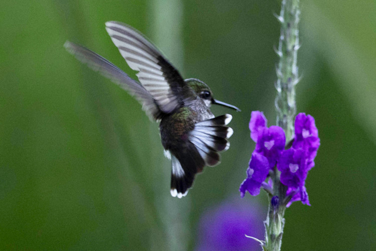Microchera albocoronata