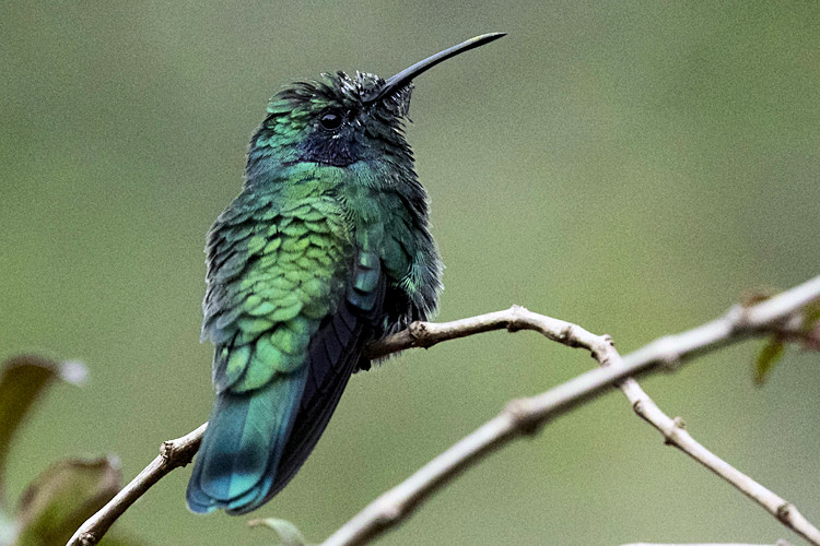 Colibri cyanotus cabanidis