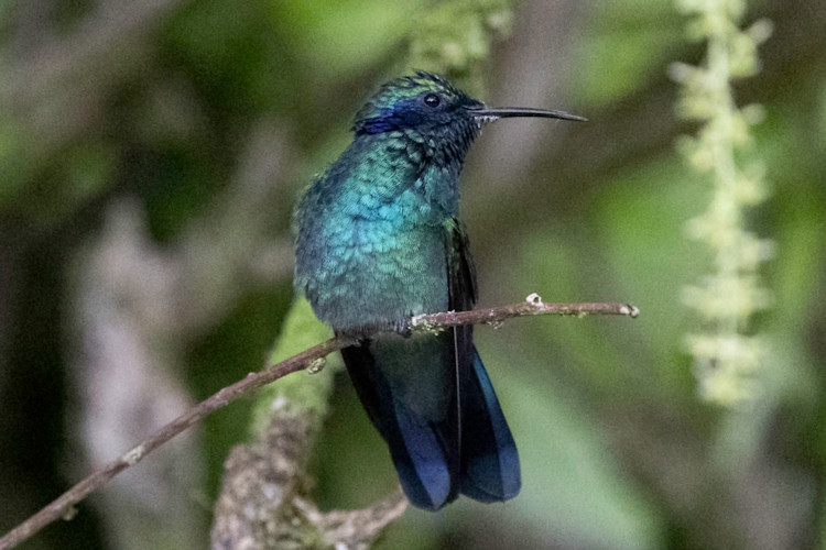 Colibri cyanotus cabanidis