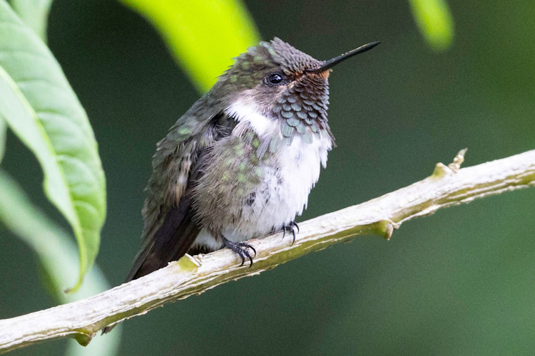 Selasphorus flammula