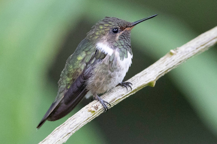 Selasphorus flammula