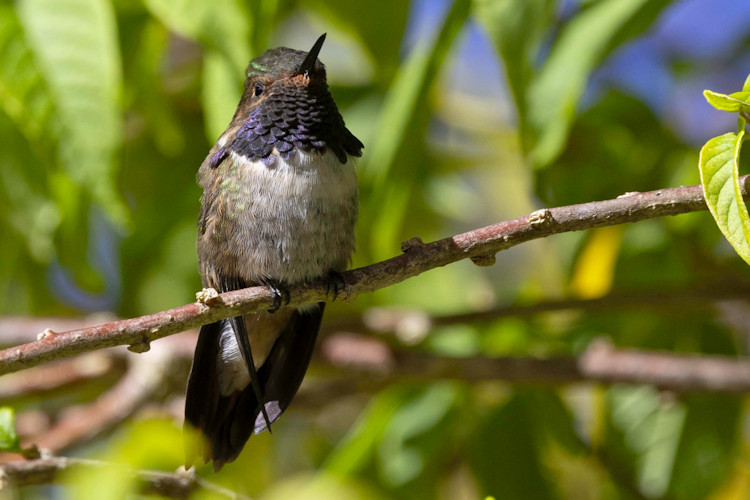 Selasphorus flammula