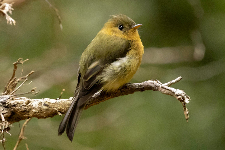 Mitrephanes phaeocercus