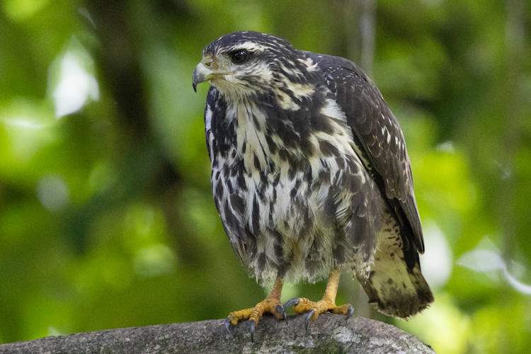 Buteogallus anthracinus